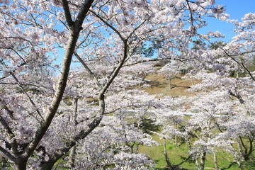 《Miyagi Prefecture, Japan》 Sakura in Matsushima