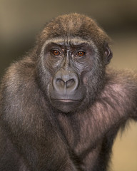Young western lowland gorilla portrait