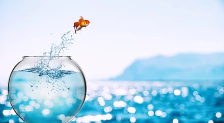 Foto op Plexiglas Goldfish leaps out of the aquarium to throw itself into the sea © alphaspirit
