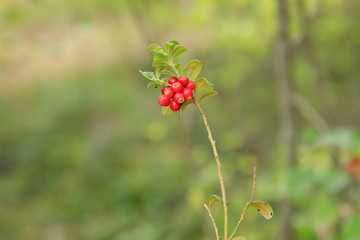wild berry