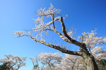 《Miyagi Prefecture, Japan》 Sakura in Matsushima