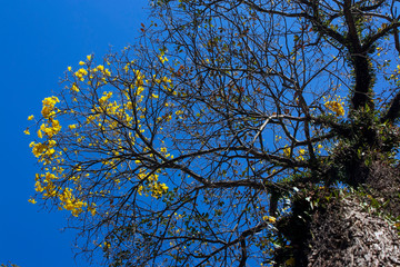 Ipê Amarelo IMG_9553