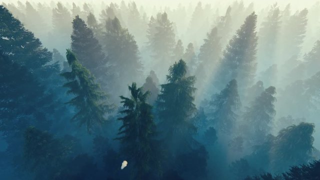 Flight over pine foggy forest with birds flying, 4k