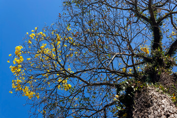 Ipê Amarelo IMG_9554