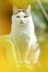 tom country male cat sitting on green garden background