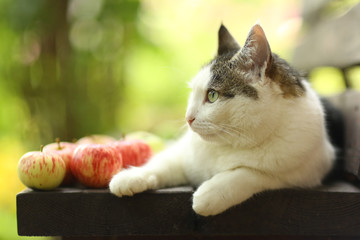 tom country male cat funny photo with apples lay on wooden bench