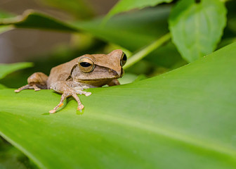 Golden Tree Frog is resting on the tree in the midday
