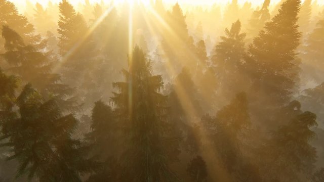 Flight over pine forest covered with fog against beautiful sunset, 4k