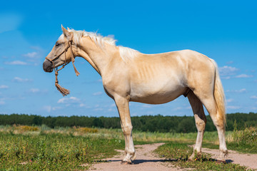 Portrait of a horse in full growth