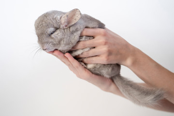 Sick chinchilla in woman veterinarian hands on white background