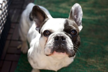French black and white bulldog