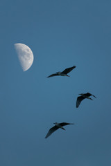 bird and moon