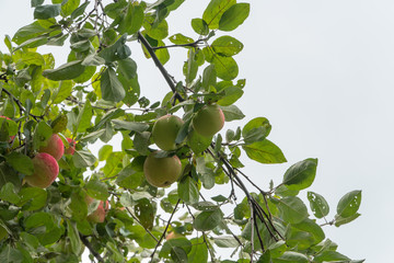 ripe apples on a tree branch against the sky