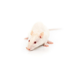 One little white rat on the white background
