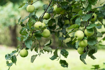 ripe green apples on a tree branch