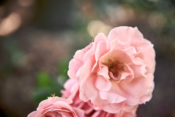 view of a small spider on a rose