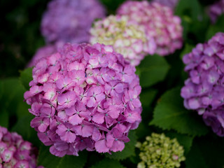 梅雨時の曇りの日に満開になったピンクの紫陽花