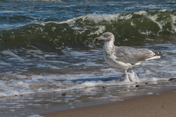 One of the best known seagulls on the shores of Western Europe is the European Herring Gull (Larus argentatus). It is one of the largest gulls and is found in large numbers. Concept: vacation and trav
