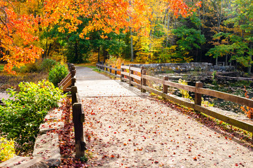 Fenced footpath covered in leaves in a park on a sunny day. Beautiful autumn colours.