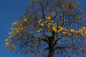 Ipê Amarelo IMG_9566