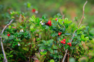 wild berry