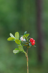 wild berry