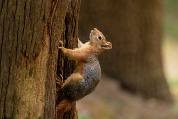Red Squirrel, Tamiasciurus hudsonicus, climbing up a pine tree trunk.