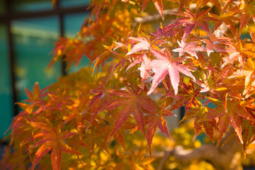 Japanese maple  bonsai leaves in autumn season at Omiya bonsai village  Saitama, Japan