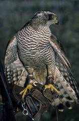 Autour des palombes, fauconnerie, Accipiter gentilis, Northern Goshawk