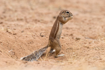 Ecureuil du Cap, Xerus inauris, Afrique du Sud