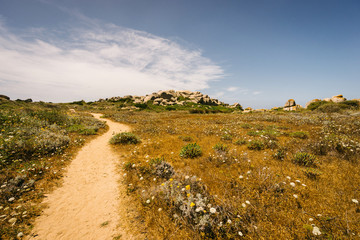 Paysage estival de maquis en Corse du sud, en europe