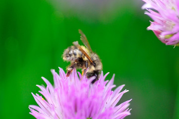 Pollination