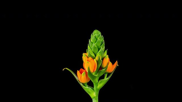 Beautiful time lapse of a flower blooming