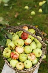 fresh ripe apples in big wickered basket under tree