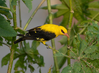 Golden Oriole, Oriolus oriolus