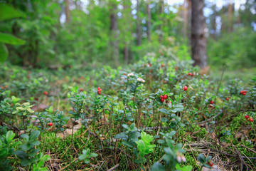 Obraz premium wild berry