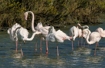 Flamant rose,. Phoenicopterus roseus, Greater Flamingo, Camargue