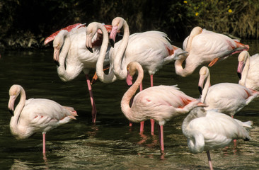 Flamant rose,. Phoenicopterus roseus, Greater Flamingo, Camargue