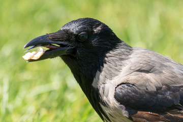 Hooded Crow, Corvus Cornix.  A crow holds a piece of bread in its beak. Tongue of crow.  Close up of a Corvus Corone