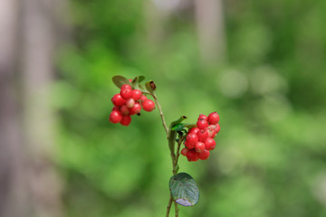wild berry