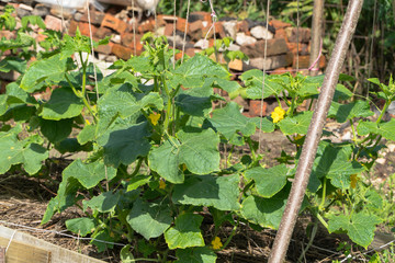growing cucumbers in a private garden