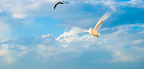 Seagulls Flying front of fluffy white cloudy sky. Selective Focus. Long exposure.