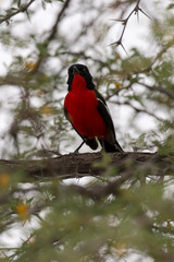 Gonolek rouge et noir,.Laniarius atrococcineus, Crimson breasted Shrike