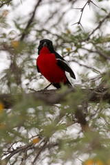 Gonolek rouge et noir,.Laniarius atrococcineus, Crimson breasted Shrike