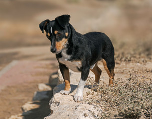 Naklejka na ściany i meble cute black and tan doxie pin dog standing on a wall looking intently at something below with a blurred background and weedy vegetation in the foreground