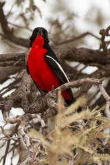 Gonolek rouge et noir,.Laniarius atrococcineus, Crimson breasted Shrike