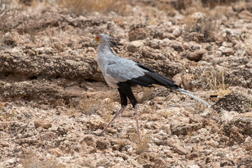 Messager sagittaire, Serpentaire,.Sagittarius serpentarius, Secretarybird, Afrique