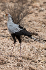Messager sagittaire, Serpentaire,.Sagittarius serpentarius, Secretarybird, Afrique