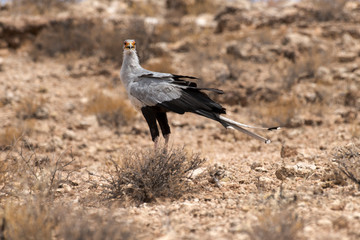 Messager sagittaire, Serpentaire,.Sagittarius serpentarius, Secretarybird, Afrique