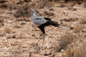 Messager sagittaire, Serpentaire,.Sagittarius serpentarius, Secretarybird, Afrique